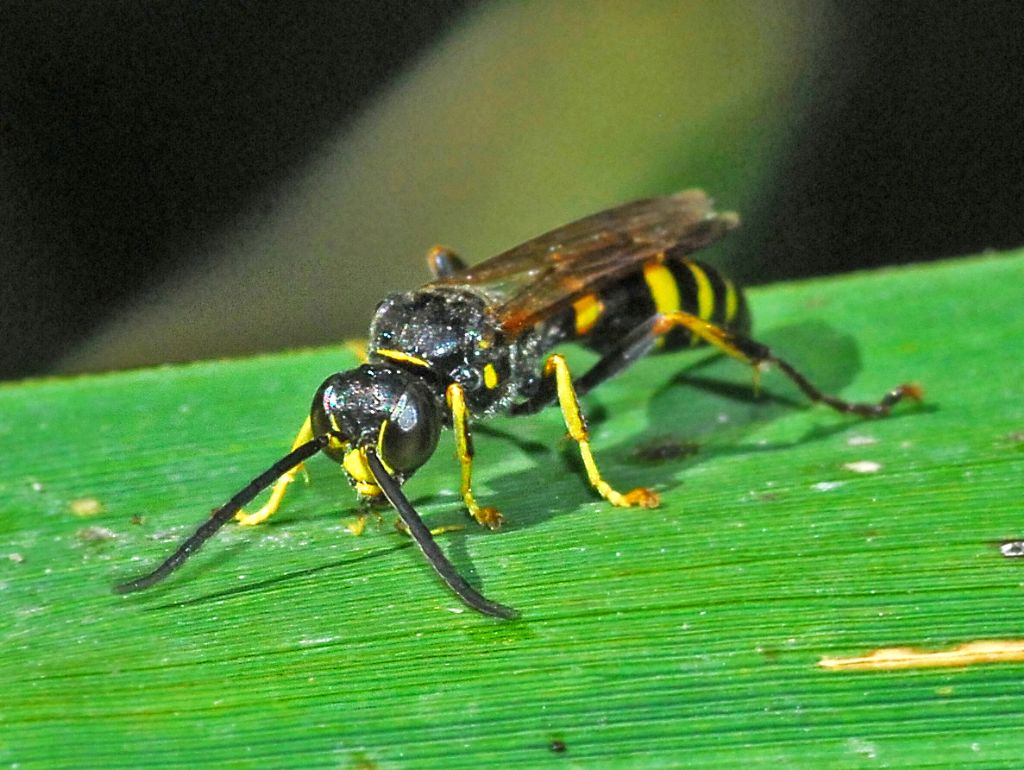 Crabronidae: maschio di Gorytes sp.